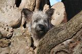 SKYE TERRIER 060